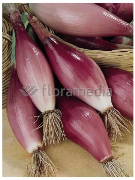 Oignon Rouge 'long de Florence'