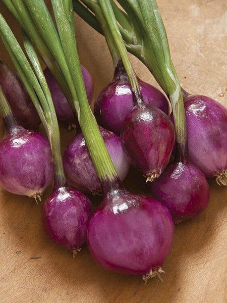 Oignon rouge 'Purplette'