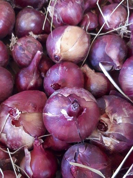 Oignon rouge 'Robelja '