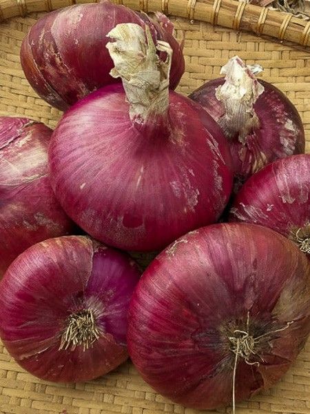 Oignon rouge 'Rossa di Toscana'