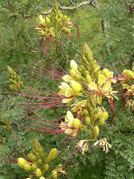 Oiseau-de-paradis, Césalpinie de Gilles