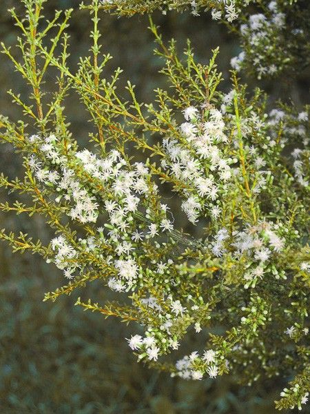 Olearia solandri 'Aurea'