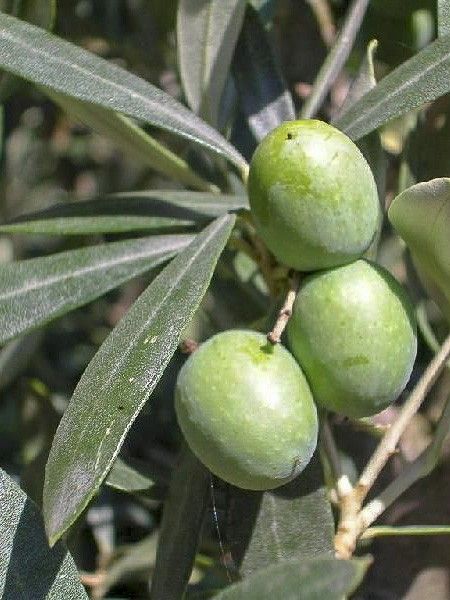 Olivier 'Forme Toscane'