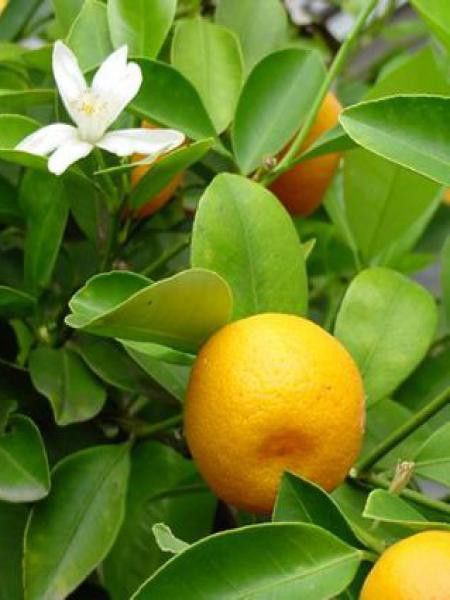 Oranger d'appartement, Calamondin
