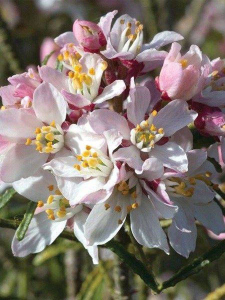 Oranger du Mexique 'Apple Blossom'