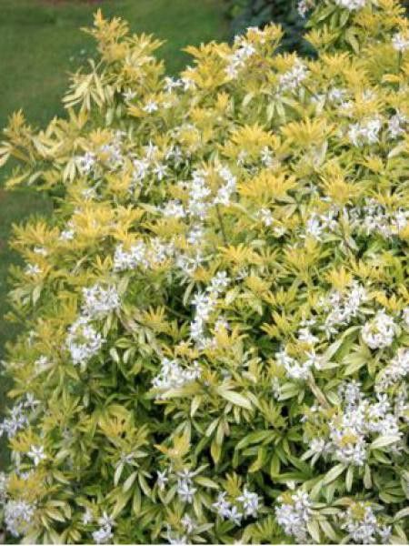 Oranger du Mexique 'Goldfinger'