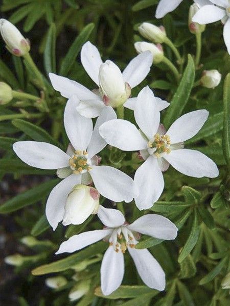 Oranger du Mexique 'Snow Flurries'