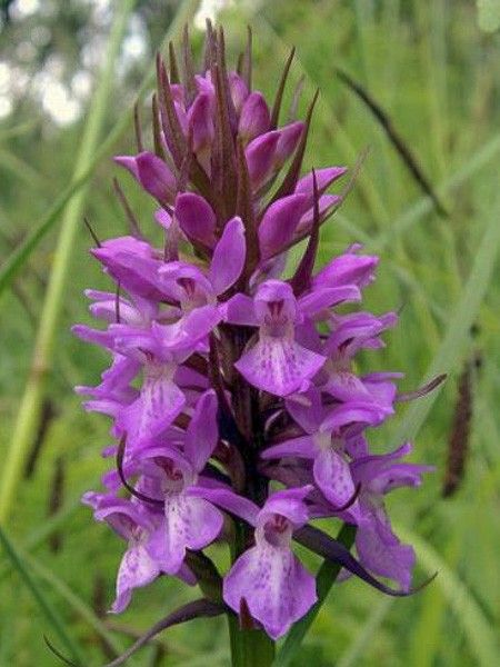 Orchis négligé