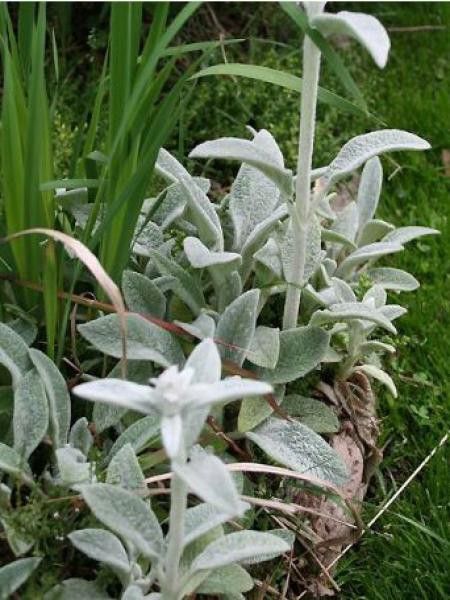 Oreille de lapin 'Cotton Boll'