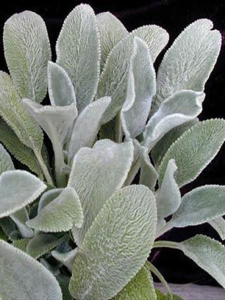 Oreille de lapin 'Silver Carpet'