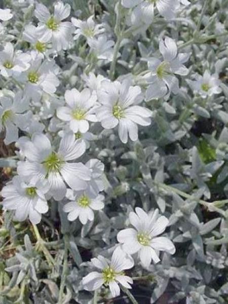 Oreille de souris, Céraiste biebersteinii