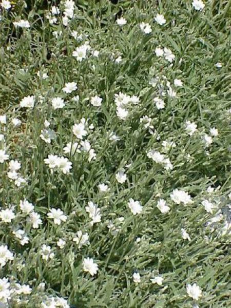 Oreille de souris, Céraiste 'Columnae'