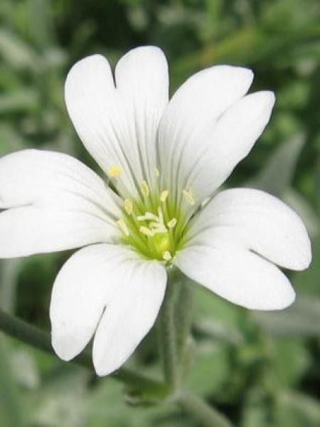 Oreille de souris, Céraiste