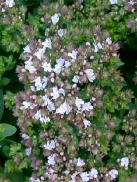 Origan commun 'Compactum'