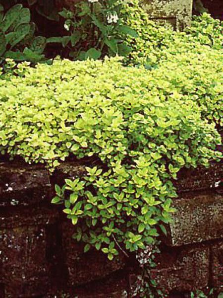 Origan commun 'Thumbles Variety'