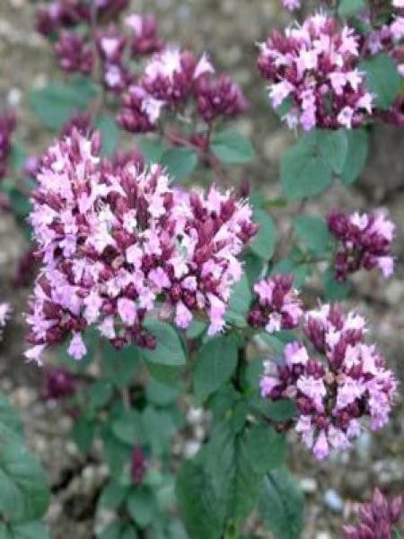 Origan 'Rosenkuppel'