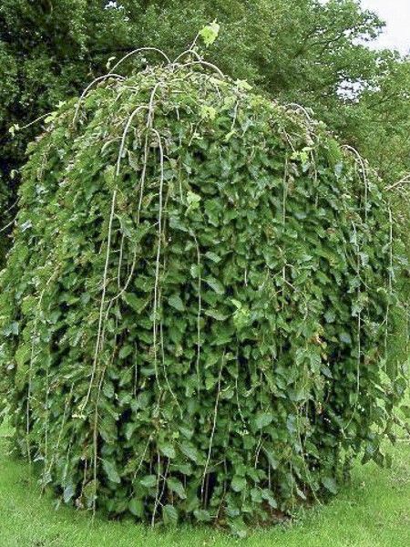 Orme à petites feuilles 'Pendula'
