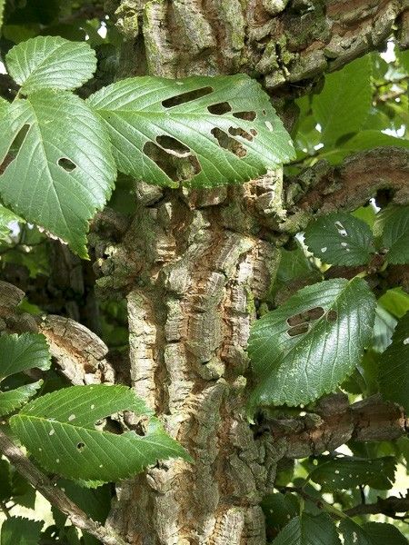 Orme champêtre à écorce liégeuse