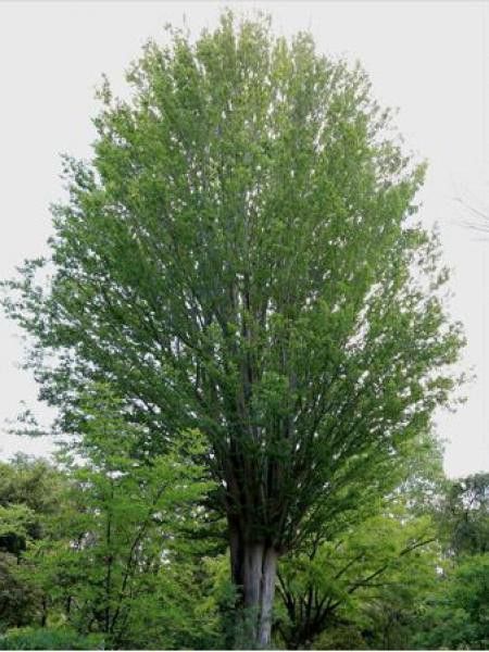 Orme de Sibérie à feuilles de charme