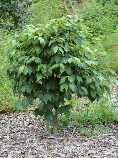 Orme de Sibérie 'Goblin'