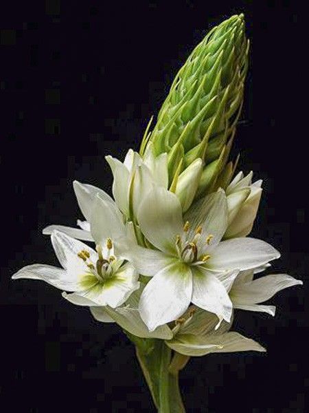 Ornithogale en thyrse