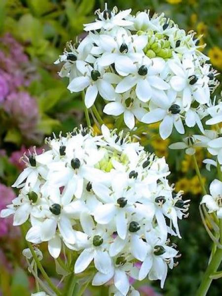 Ornithogale saundersiae