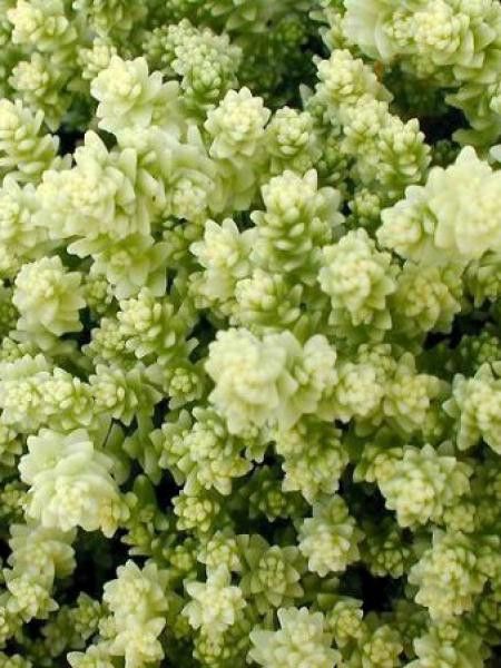 Orpin âcre 'Elegans'