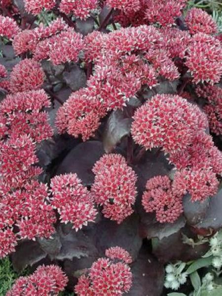 Orpin 'Black Beauty'