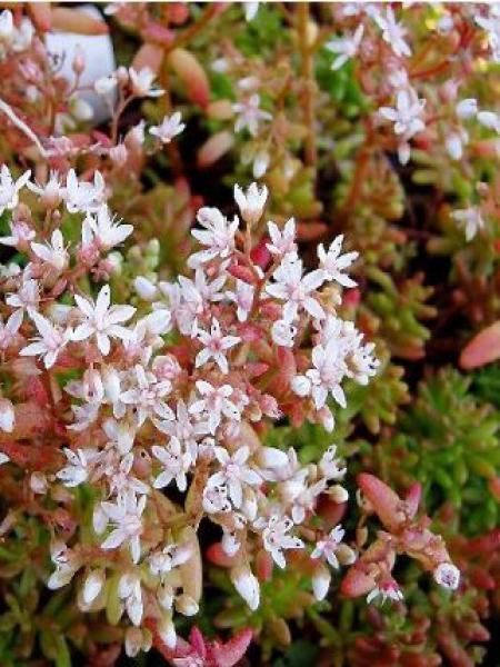 Orpin blanc 'Coral Carpet'