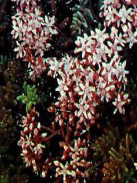 Orpin blanc 'Murale'