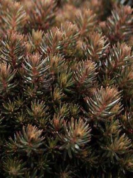 Orpin 'Chocolate Ball'