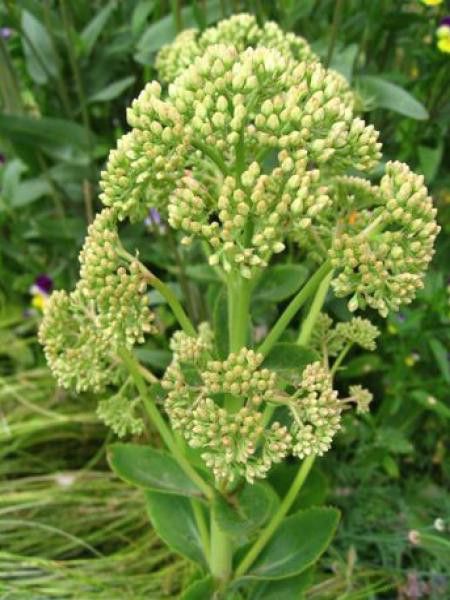 Orpin 'Citrus Twist'