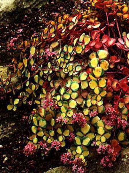 Orpin de Siebold 'Mediovariegatum'