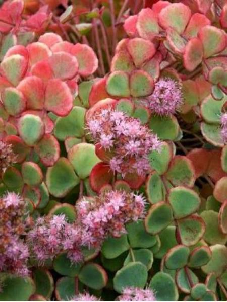 Sedum Sieboldii (Orpin) - Succulente En Pot 2-2.9L - Couvre-sol, Floraison Rose - Rustique -25°C