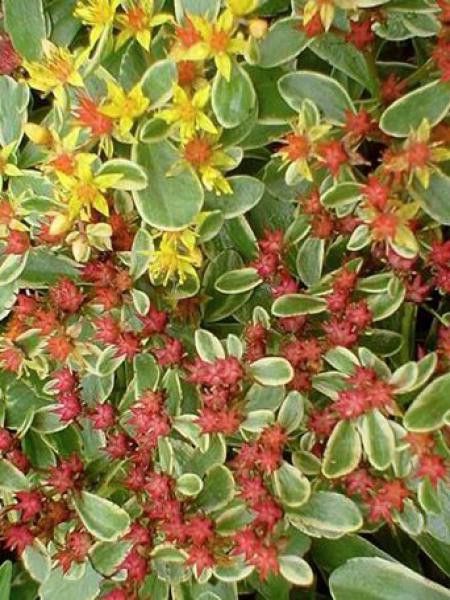 Orpin du Kamtschaka 'Variegatum'