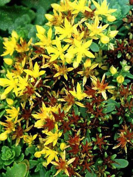 Orpin du Kamtschaka 'Weihenstephaner Gold'