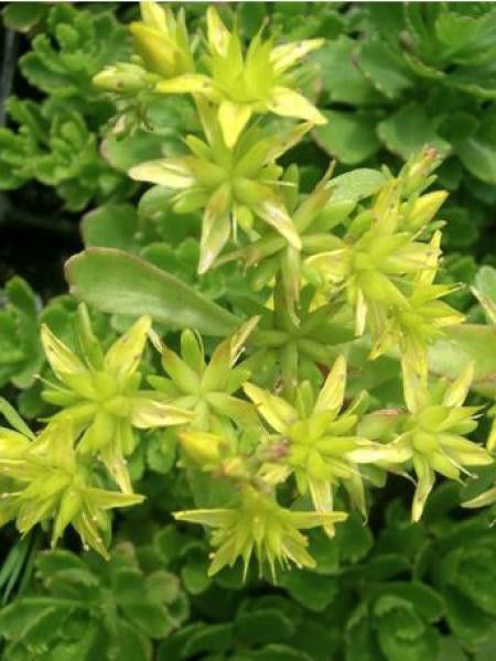 Orpin 'Immergrünchen'