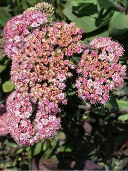 Orpin 'Joyce Henderson'