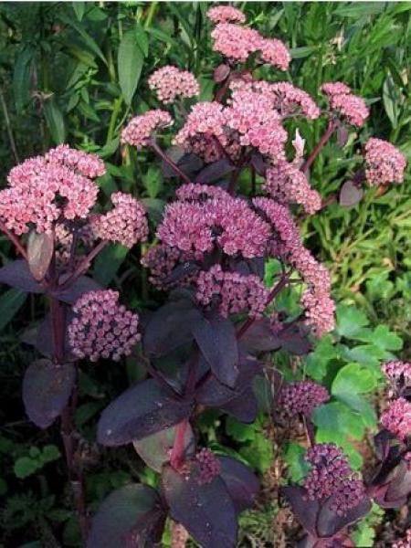 Orpin 'Karfunkelstein'