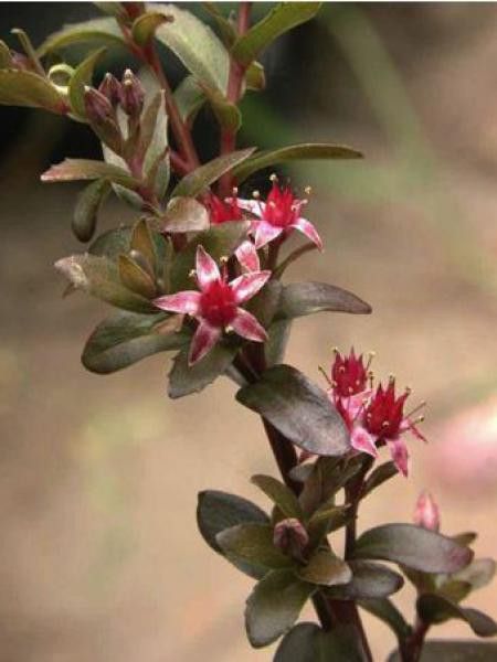 Orpin 'Mohrchen'