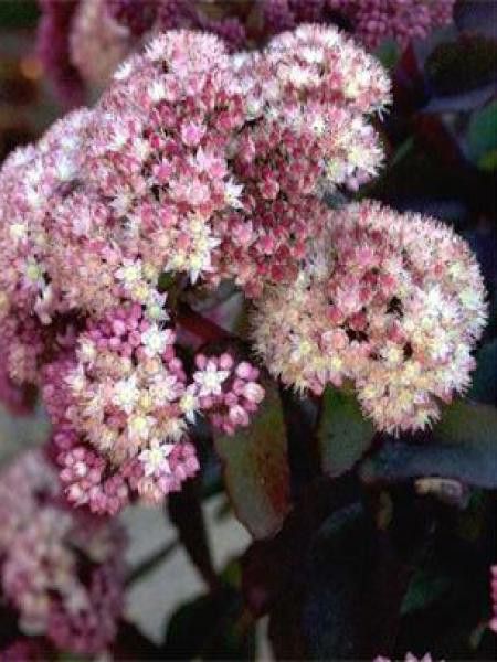 Orpin 'Moonlight Serenade'