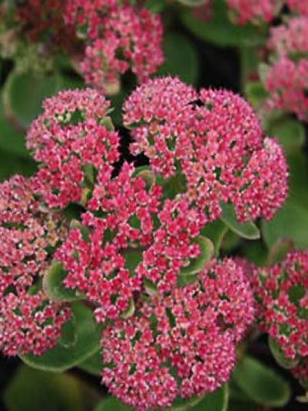 Orpin 'Munstead Purple'