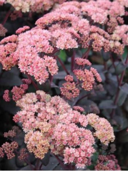 Orpin 'Orange Xenox'®