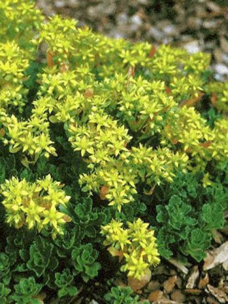 Orpin réfléchi 'Czars Gold'