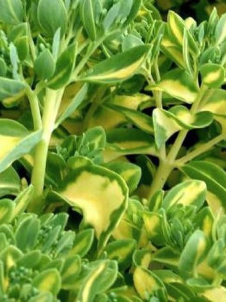 Orpin remarquable 'Variegatum'