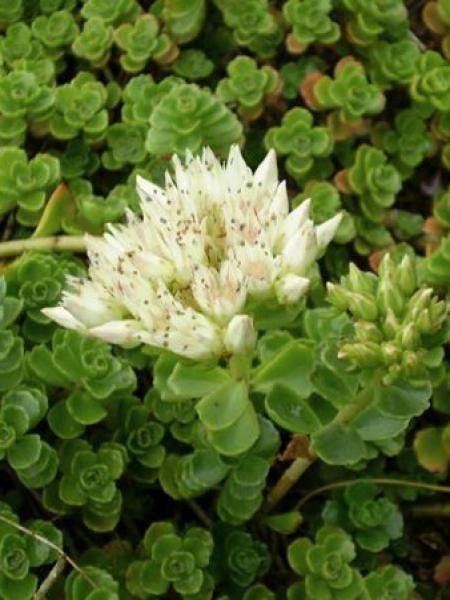 Orpin spurium 'Album'