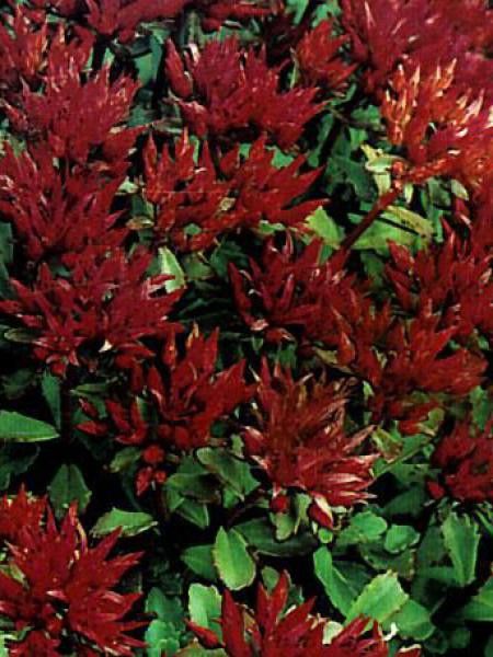 Orpin spurium 'Coccineum'