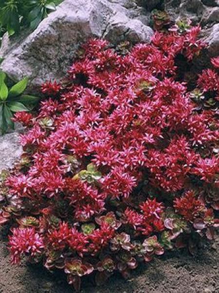 Orpin spurium 'Fuldaglut'