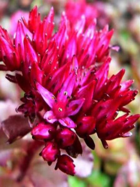 Orpin spurium 'Purpurteppich'