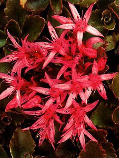 Orpin spurium 'Schorbuser Blut'